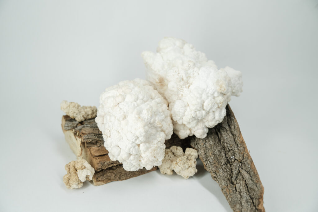 Verse Lion's Mane Paddenstoel