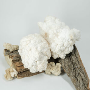 Verse Lion's Mane Paddenstoel